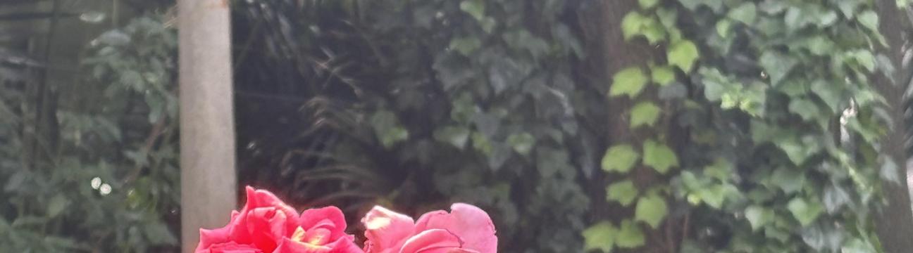 毛慧 T