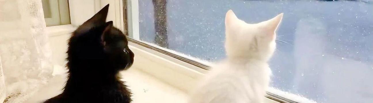 霖 廖