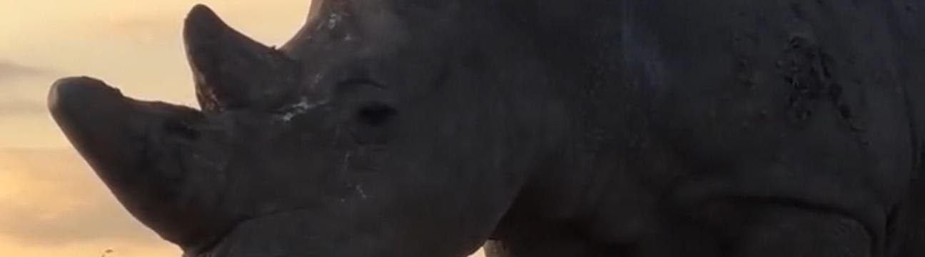 习 牛